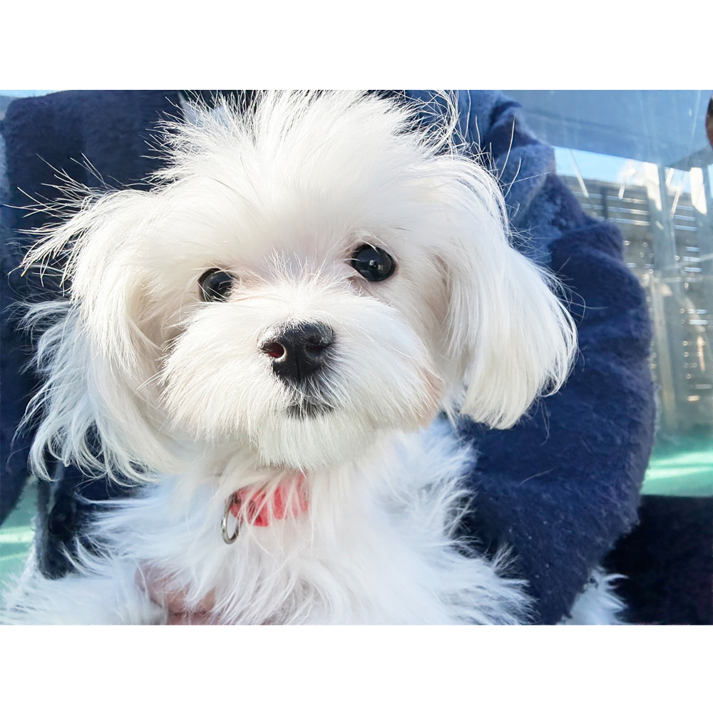 生徒が撮影したモデル犬♪①